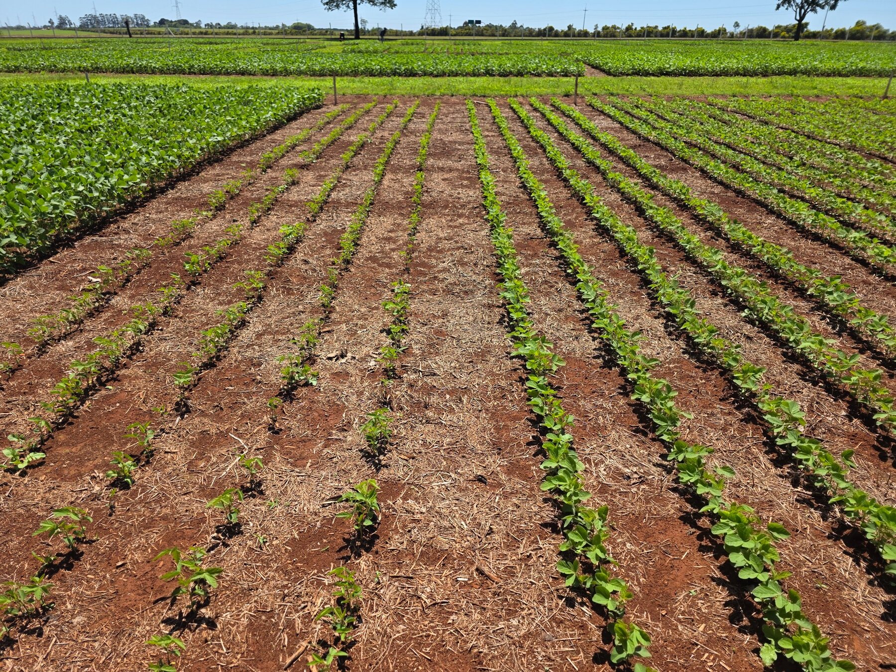 Campo experimental de soja